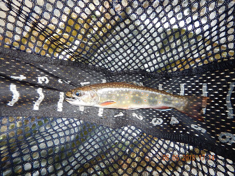 -HIckory-036-.jpg - And, both Gary and I were hitting them.