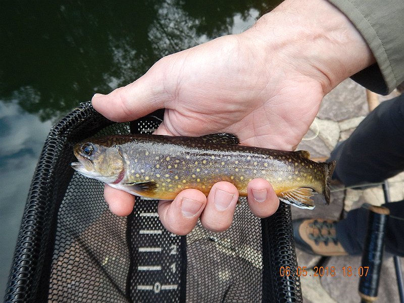 -HIckory-042-.jpg - Still, stocked fish are fun to catch....just not our preference.