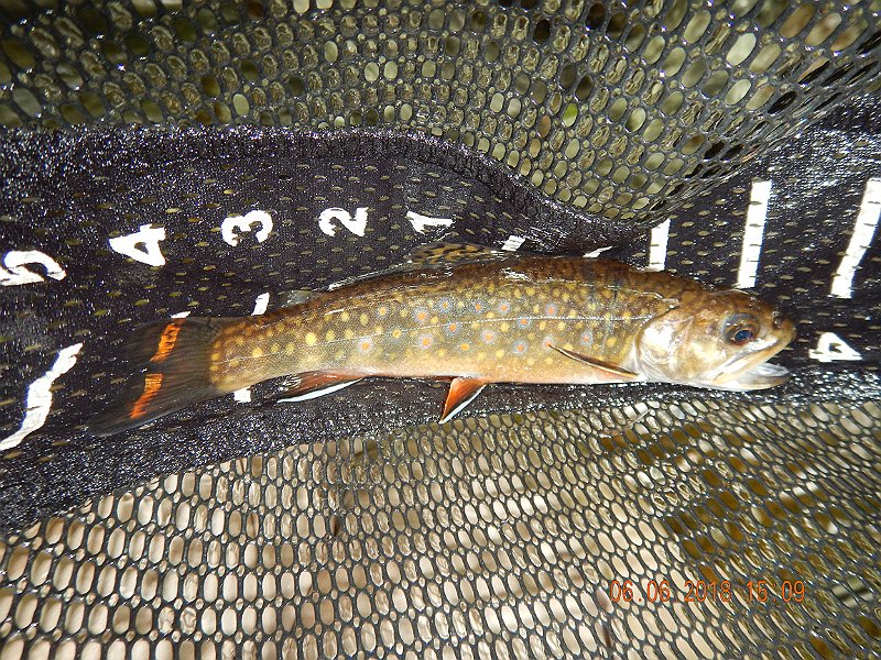 -HIckory-055-.jpg - But seeing an 8 incher like this pound a dry fly is excitement at its best.
