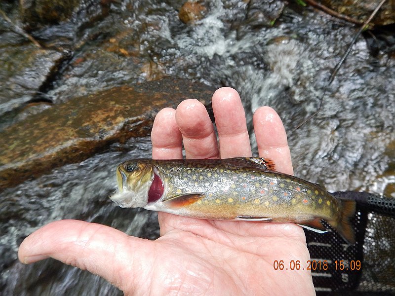 -HIckory-056-.jpg - Here is the same fish out of the net.