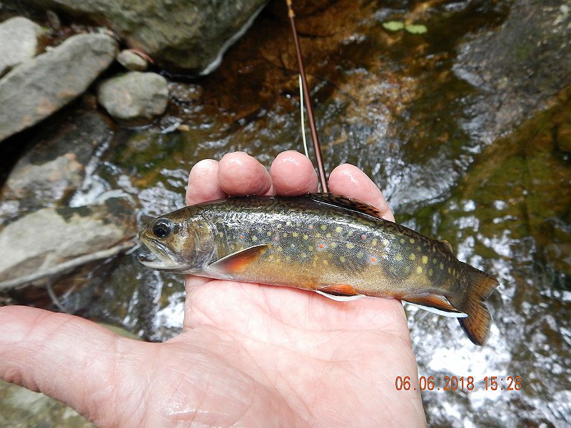 -HIckory-063-.jpg - Here it is again.