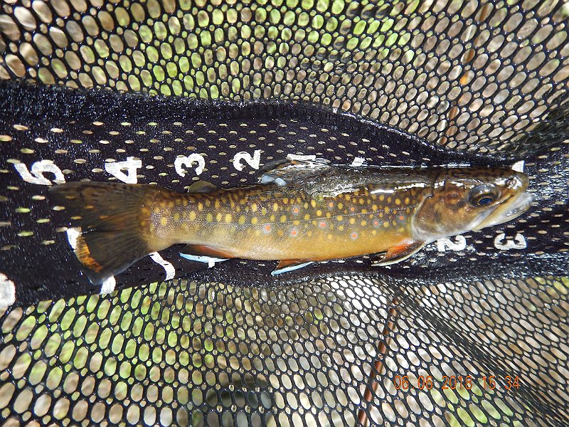 -HIckory-065-.jpg - And another 8+ inch fish. For wild trout, in a small stream, these are pretty nice size fish.