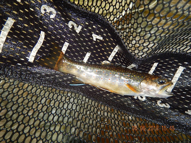 -HIckory-067-.jpg - Then another.