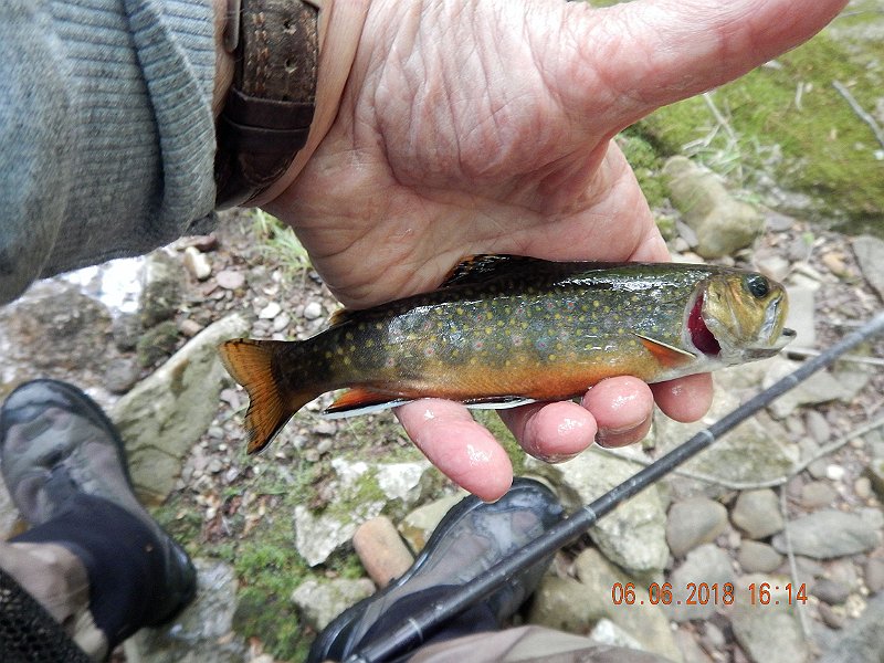 -HIckory-069-.jpg - Then another nice one.  