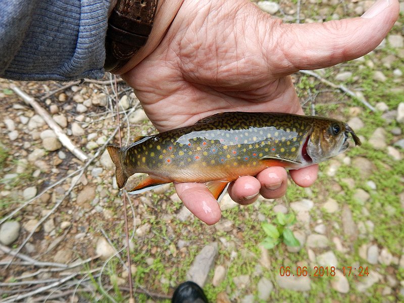 -HIckory-073-.jpg - Hey Gary, this fish says hello!  (Private joke). 