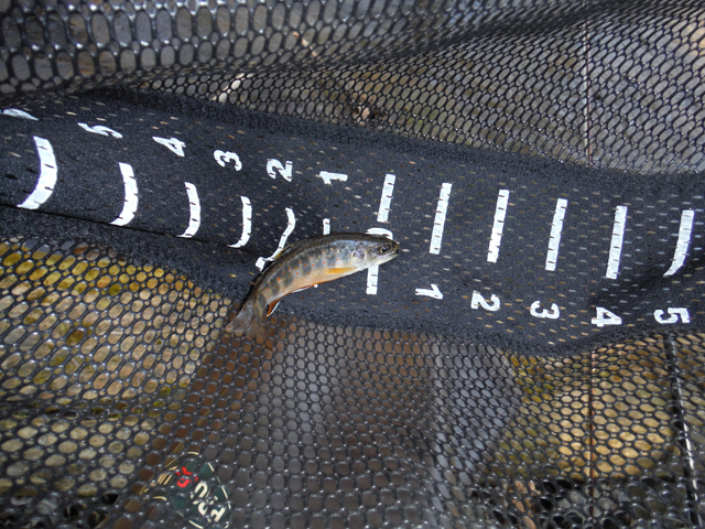 DSCF9190.jpg - How bout this...a three incher.  But, it had the attitude of a fish 10 times its size.