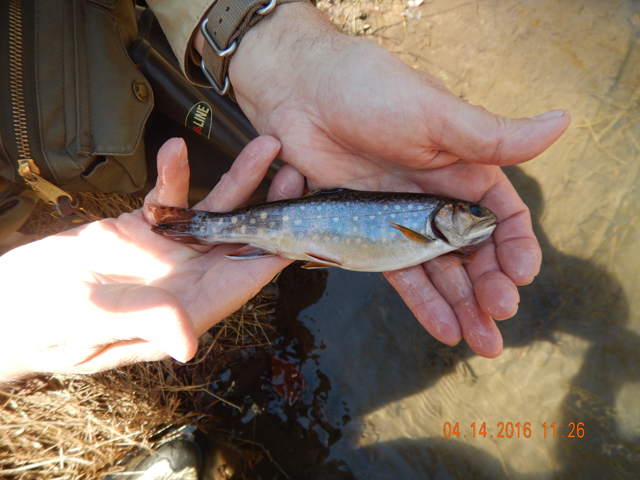 DSCN1064.jpg -                                Here is a better pic of the fat little Brookie.