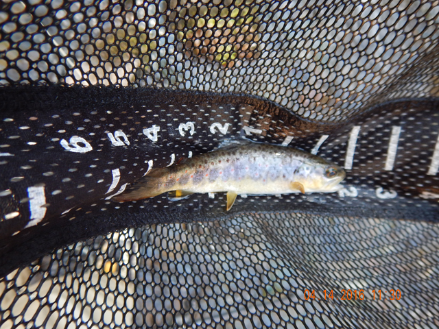 DSCN1065.jpg -                                Then I got this 7 incher. 