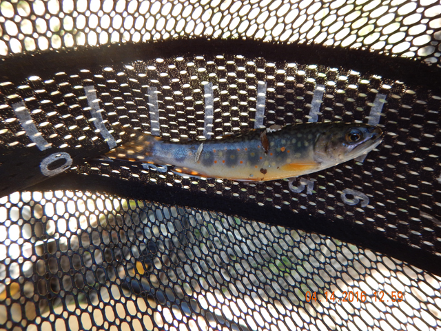 DSCN1079.jpg -                                One fish is just more beautiful than the last.