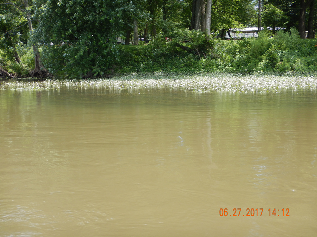 DSCN2164.jpg -                Water was falling as we fished.  These weeds were under water just a short while ago.                
