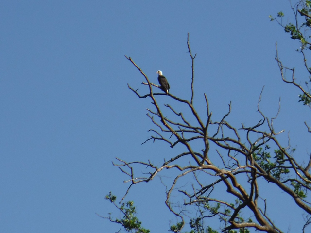 DSCF9656.jpg - Saw this eagle flying away from us.  We came around a bend in the river and found it had landed on this tree.  Beautiful bird.