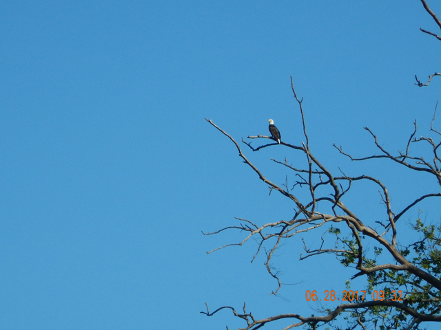 DSCN2167.jpg -           The bird was high up and that made pics difficult.                     