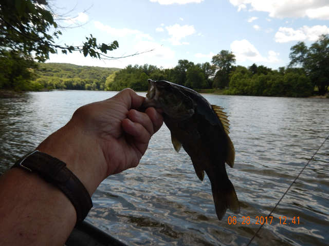 DSCN2175.jpg -                We stopped for lunch and I managed to get one while anchored.                