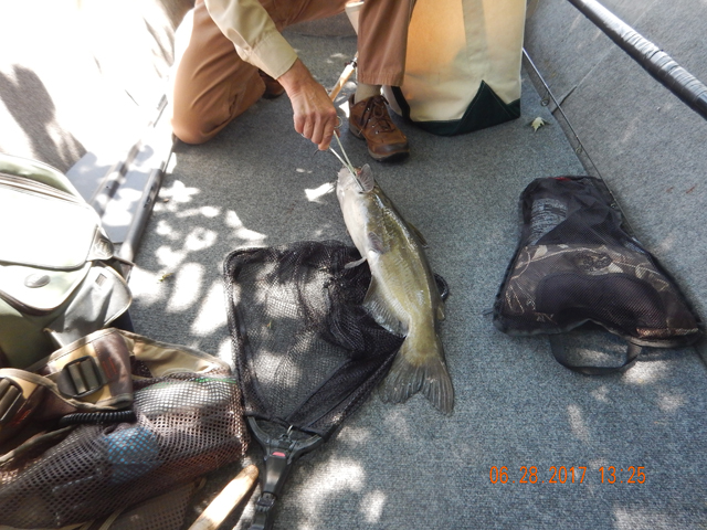 DSCN2178.jpg -                          But, alas, this one was going to be released like the other ones we catch.      