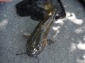 DSCF9666