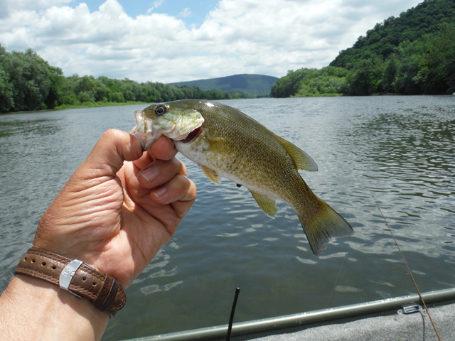 DSCF9425.jpg - The wind kept the fly rod in the boat but I bet just as many fish could have been had on the fly.