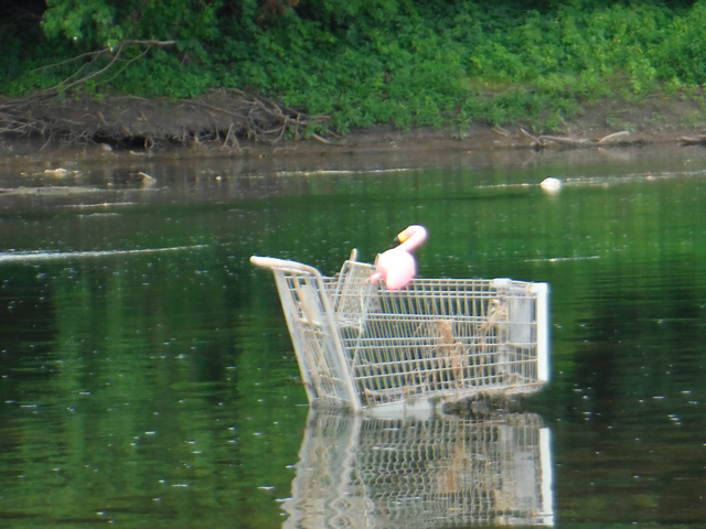 DSCF9472.jpg - In true Perry county form.  A flamingo in a shopping cart in the river...go figure.