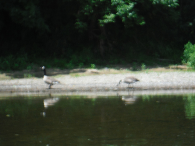 DSCF9478.jpg - Mom and Dad goose.  