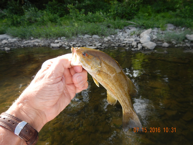 DSCN1521.jpg - Most all the fish were healthy.  Only had one fish with an injury on the side.                               