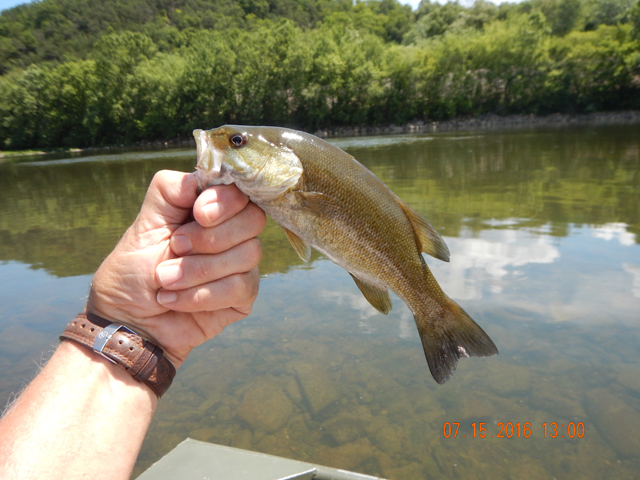 DSCN1529.jpg - We must have had a 50 fish day.  Not bad for a relaxing day on the water.                               