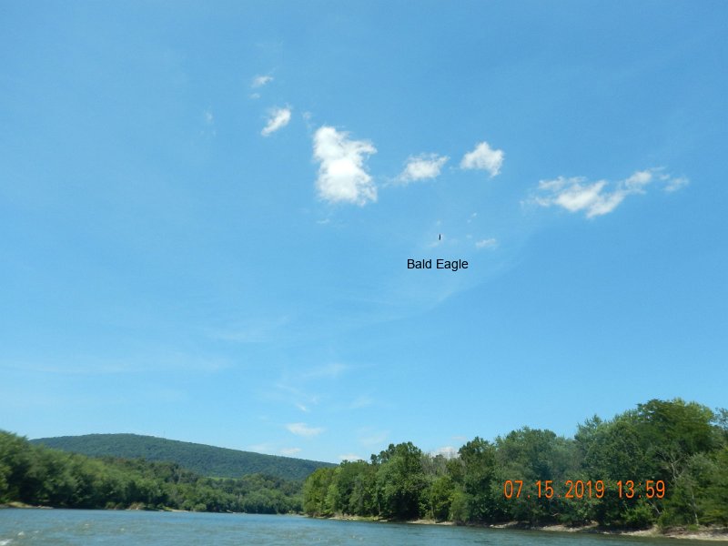 $Juniata4003$.jpg - Maybe you'll just have to take my word for it but that was a Bald Eagle!!