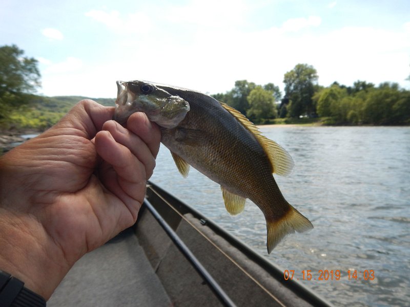 $Juniata4005$.jpg - Didn't get a bunch of fish but I didn't get skunked.  This is a healthy smallmouth.
