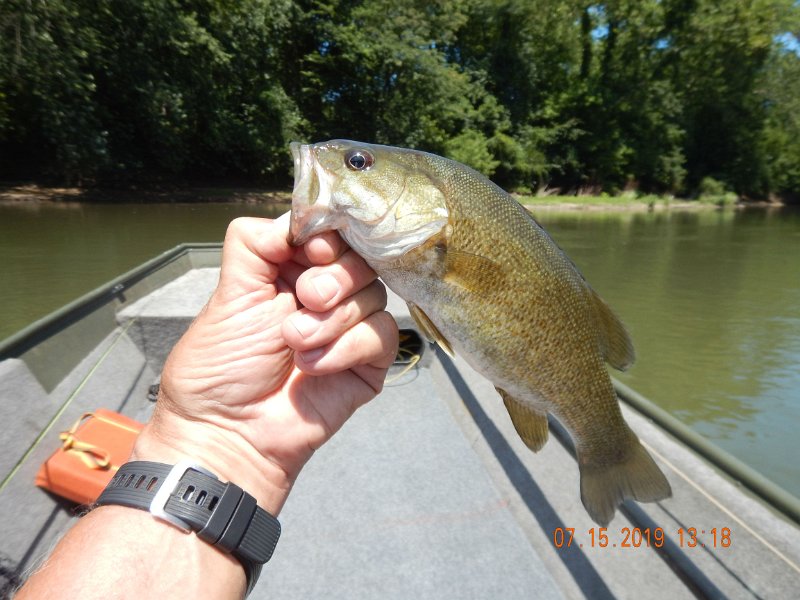 $Juniata4007$.jpg - Then another.  They were not jumping on the hook.  I busted my butt for each one I caught.
