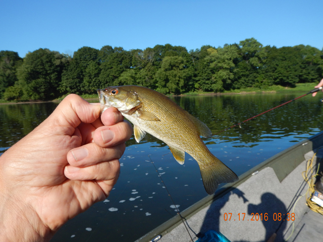 DSCN1540.jpg -                                Again, as in past trips to the Juniata, the fish are small but healthy.