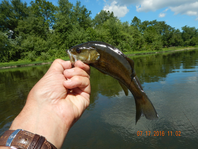 DSCN1556.jpg -                                As did all the fish we caught.  Catch and release to let them grow and be caught another day.