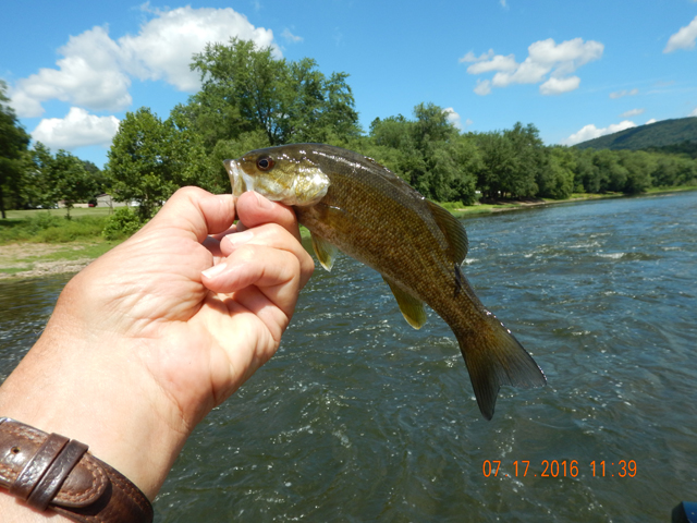 DSCN1562.jpg -                             Fast water held a bunch of bass too.   