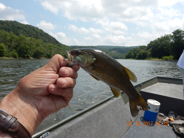 DSCN2212.jpg -                                Another smaller fish.