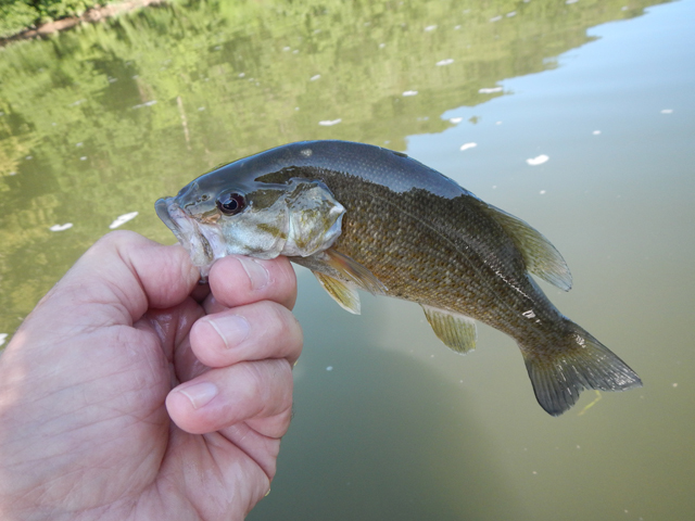 DSCN0344.jpg -                                Nice smallie.