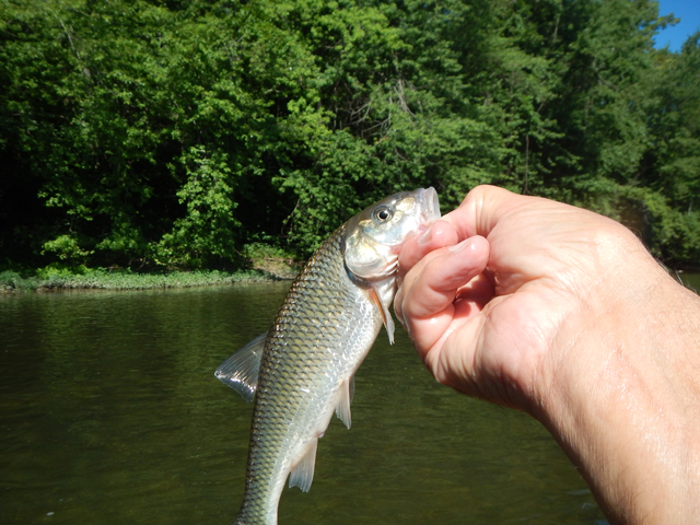 DSCN0349.jpg -                                And here is a bass imposter.  We got a few of these too.