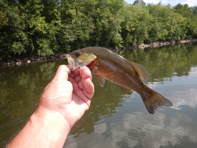 DSCN0400.jpg -                                All the bass we caught looked really healthy.