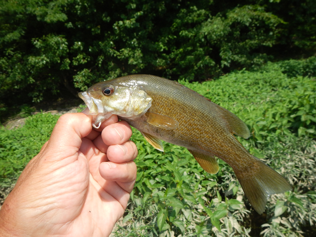 DSCN0404.jpg -                              They kept biting and we kept fishing.  