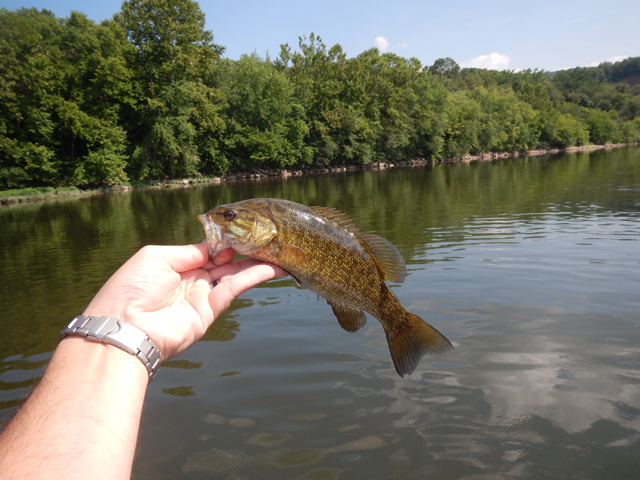 DSCN0405.jpg -                                Pretty fish.