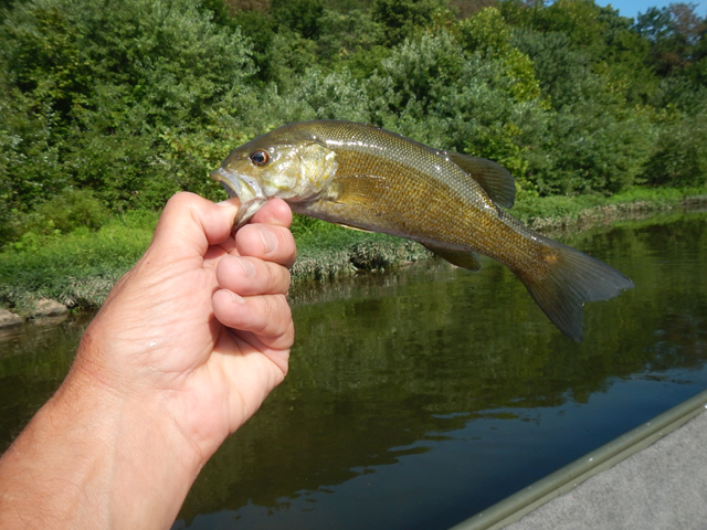 DSCN0410.jpg -                                Spot on the rearof this fish.  Not sure what may have done that
