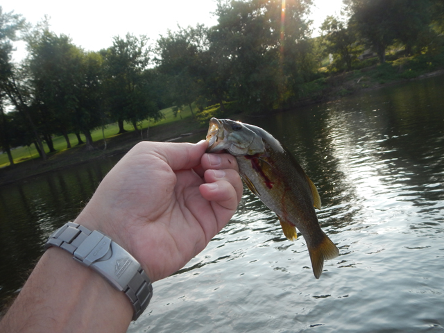 DSCN0415.jpg -                                Hope this one makes it.  He took the hook a little deep.