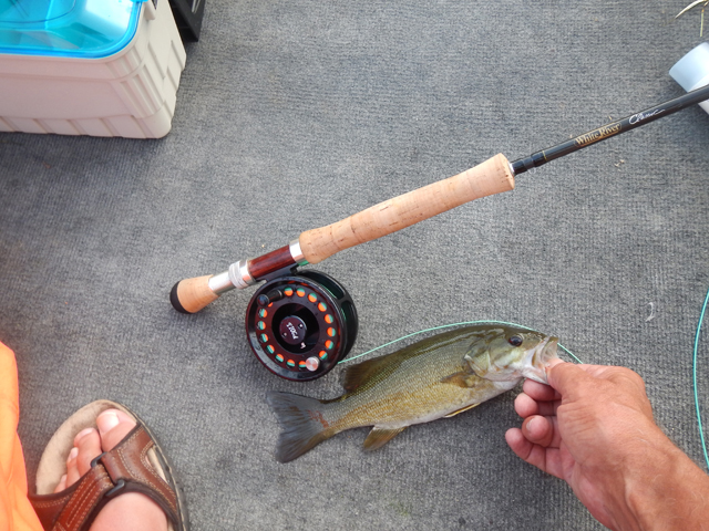 DSCN0417.jpg -                                These were caught with the red and white hackle fly.  Thanks Clouser!