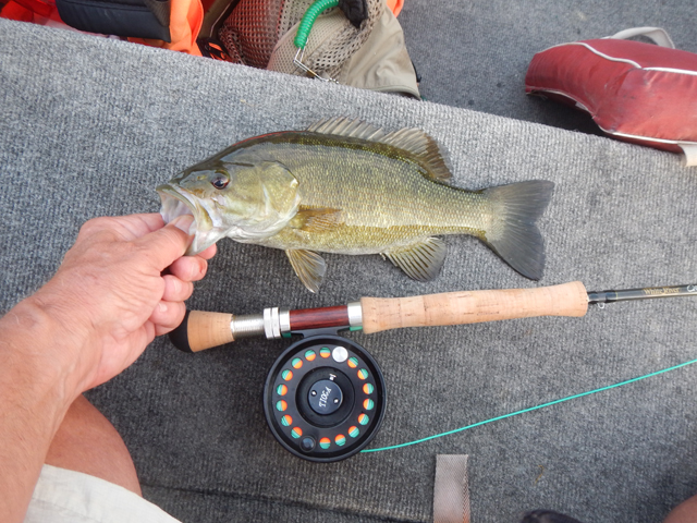 DSCN0418.jpg -                                Bigger fish liked that fly too!