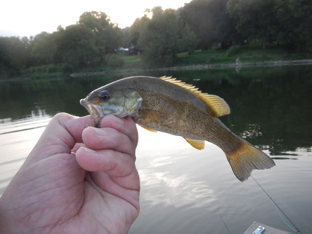DSCN0421.jpg -                                Last fish of the day.