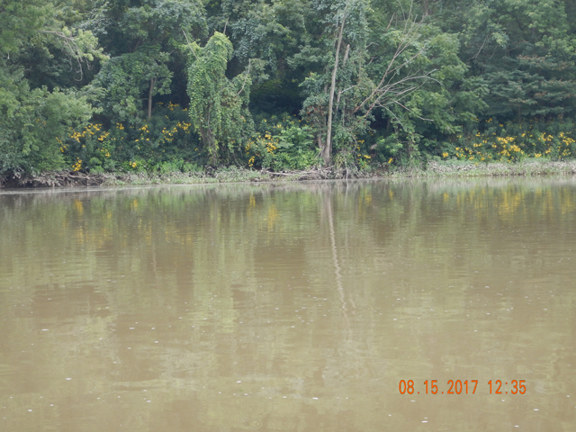 DSCN2319.jpg -                                Just saying, the water was up to the mud line on the plants at the shore line.  It has dropped but we were still well above 3000 cfs.