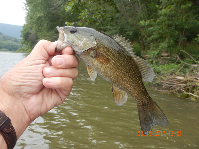 DSCN2325.jpg -                                Then I got this little guy. We had a bunch of soft hits and fish that didn't make it to the boat.
