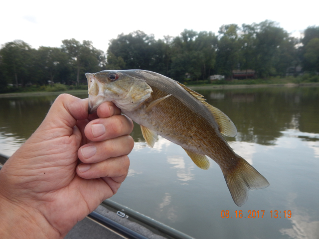 DSCN2341.jpg -                                Small fish were the fare of the day.