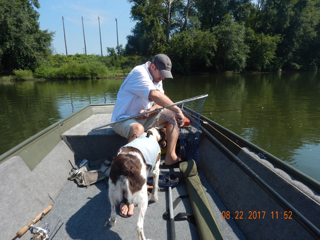 DSCN2351.jpg -                                Gary getting another fish ready for release.