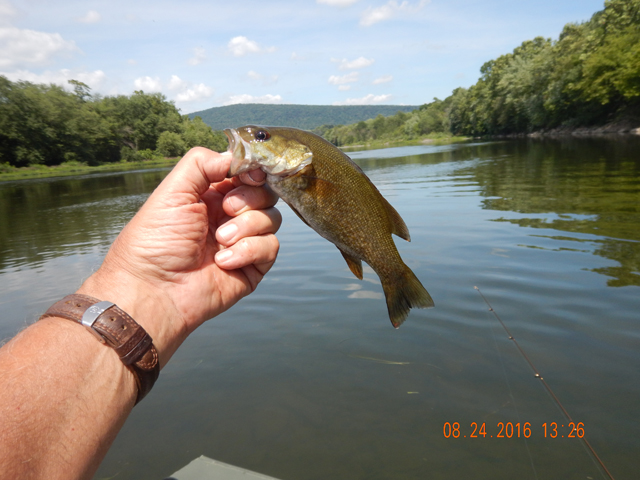 DSCN1650.jpg -                     I think this is the one that didn't make it.  It took the hood so deep the gills were injured removing the hook.           