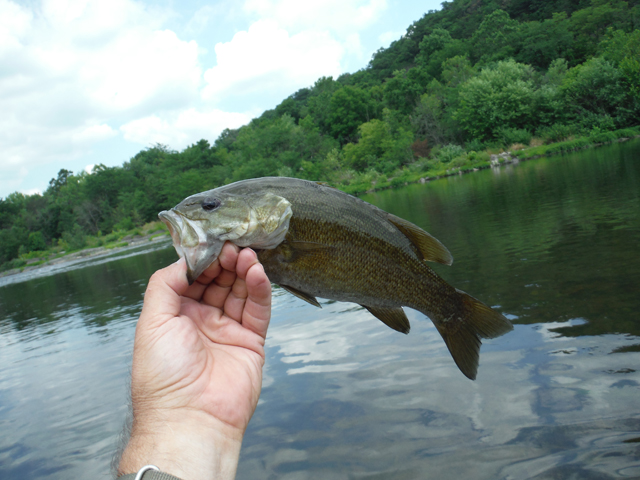 DSCF9499.jpg - Back to fishing.  Not a bad fish.