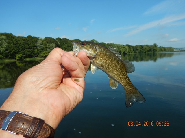DSCN1583.jpg -             It's hard to lip some of these fish, they are so small.                  