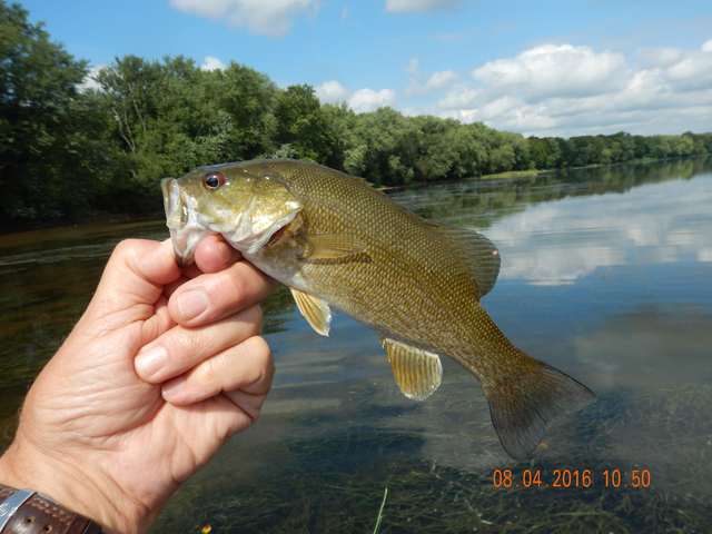 DSCN1587.jpg -                                A nice 12 inch healthy fish.