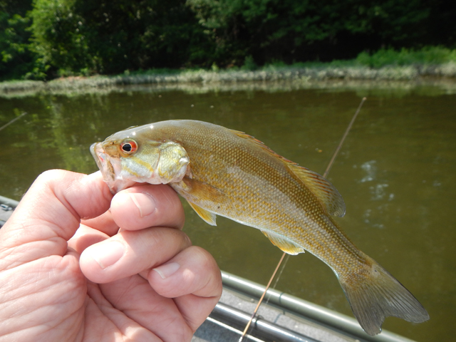 DSCN0390.jpg -                                Another bass.